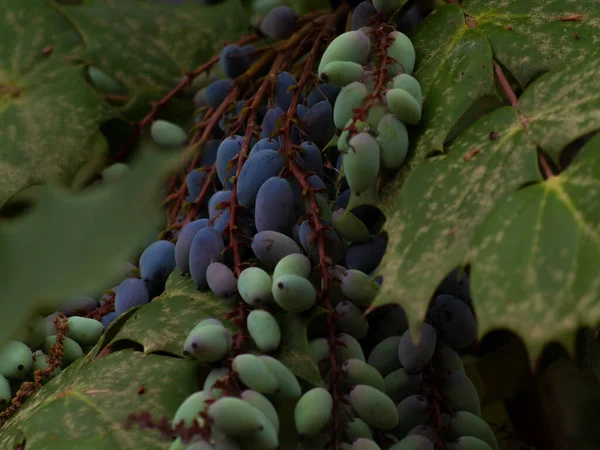 Nahaufnahme Einer Berberitzenpflanze — Stockfoto