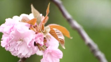 Japon çiçekleri güzel pembe çiçekler açıyor.