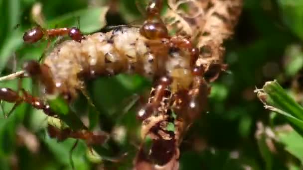 Σμήνος Μυρμηγκιών Καταβροχθίζει Ένα Σκουλήκι Στο Γρασίδι — Αρχείο Βίντεο