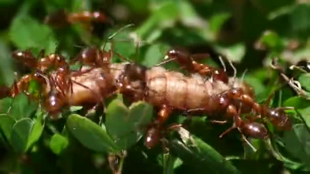 Ameisenschwarm Frisst Maden Gras — Stockvideo