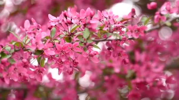 Japanse Bloeiende Plant Vrij Roze Bloemen Bloeien — Stockvideo