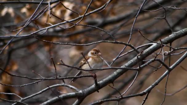 Petit Oiseau Perché Sur Une Branche Hiver — Video
