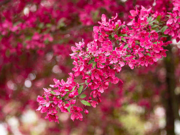 japanese flowering plant pretty pink flowers blooming