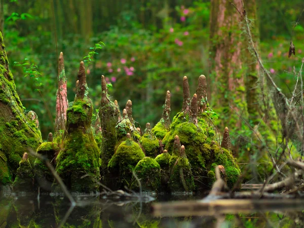 Aufkeimende Baumformationen Einem Büschel Einem Mit Moos Bedeckten Sumpfgebiet — Stockfoto