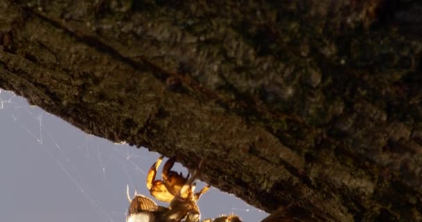 Раковина Цикады Окаменевшая Ветке Дерева — стоковое видео