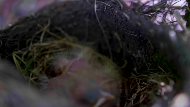 Baby Vogel Gähnt Nest — Stockvideo