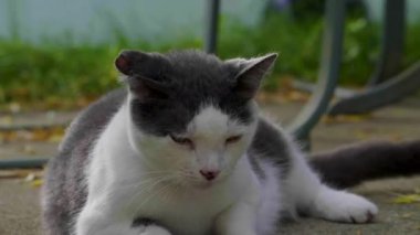 Siyah ve beyaz kedi çimlerin yanında uzanıyordu. Yavaş hareket eden kedi görüntüsü.