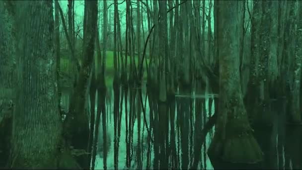 森の湿地帯をドローンで撮影しました — ストック動画