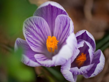 Çiçek açmış mor çiçeklere yakın çekim