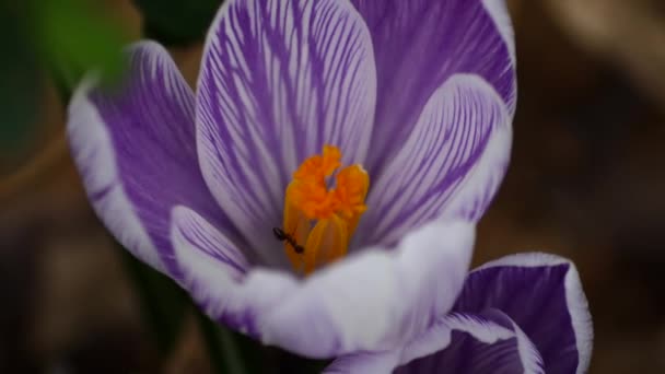 森の中で紫色の花を咲かせ — ストック動画