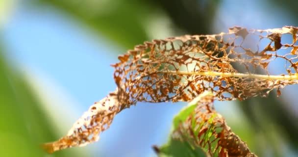 Getrocknete Blätter Mit Löchern Die Von Insekten Gefressen Werden — Stockvideo