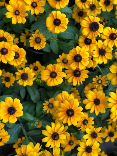 yellow flowers with black center and green leaves.