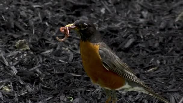 口の中で虫がうごめいている鳥 — ストック動画