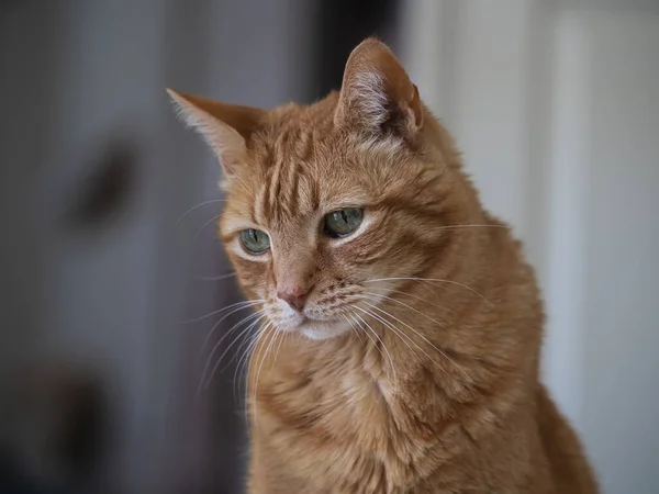 portrait of domestic orange tabby cat