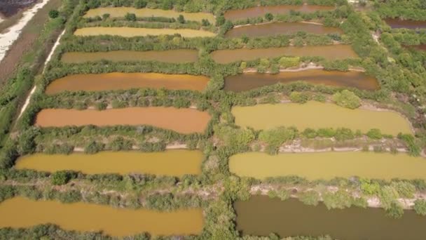 Натуральные Болота Зеленые Бассейны Водой Фалмут Ямайка — стоковое видео