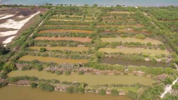 Натуральные Болота Зеленые Бассейны Водой Фалмут Ямайка — стоковое видео