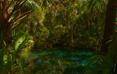 Florida 'daki Ocala Ulusal Ormanı' nda eğreltiotu hamağı yayları