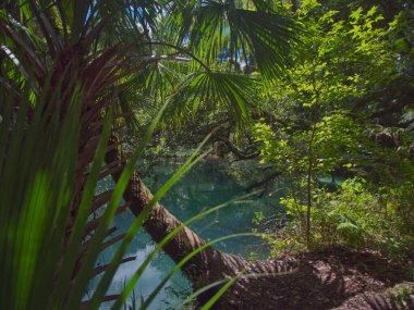 Florida 'daki Ocala Ulusal Ormanı' nda eğreltiotu hamağı yayları