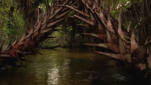 Potok Jałowca Lesie Narodowym Ocala Florydzie — Wideo stockowe