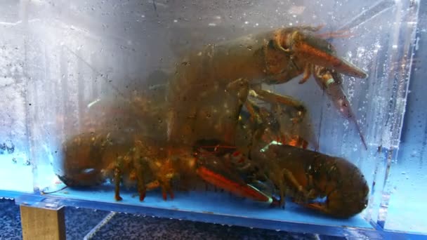 Live Lobsters Fish Tank Asian Supermarket — Stock Video