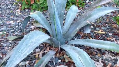 Dışarıdaki bir aloe vera bitkisinin görüntüleri. 