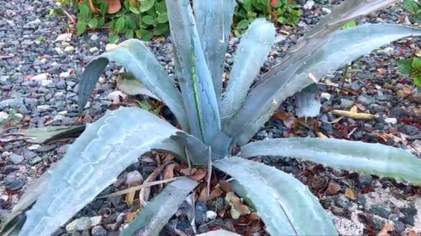 Imágenes Una Planta Aloe Vera Aire Libre — Vídeo de stock