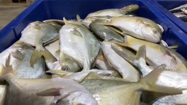 해산물 시장에서 펌파노 물고기 — 비디오