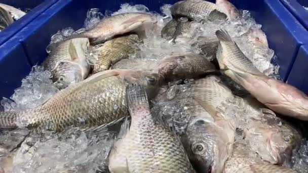 Tilapia Fisk Fiskmarknad — Stockvideo