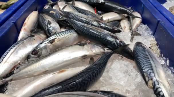 Peixe Carapau Azul Num Mercado Frutos Mar Aberto — Vídeo de Stock