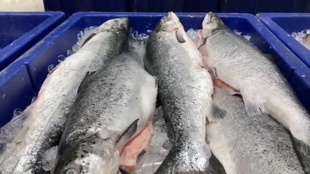 Deniz Ürünleri Pazarında Somon Balığı — Stok video