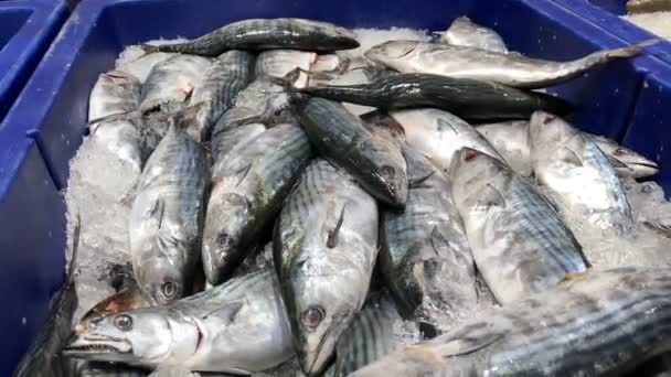 Atum Voador Num Mercado Peixe — Vídeo de Stock