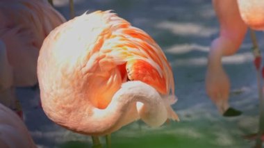 Güneşli bir günde tüylerini diken diken pembe bir flamingoya yakın çekim 