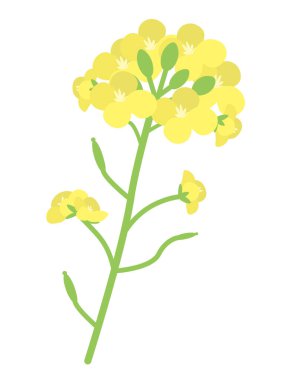 1 rape blossom. Simple flat design. Flowers blooming in spring.