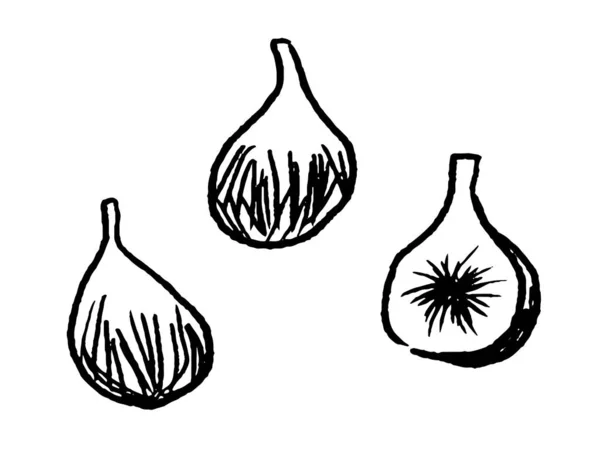 Hand-drawn style line drawing of figs. Japanese-style illustration drawn with ink.