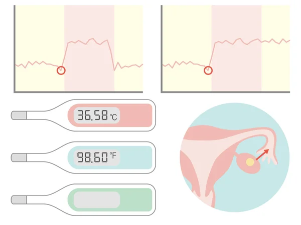 Basal Thermometer Basal Body Temperature Graph Illustration Pregnancy Childbirth — стоковый вектор