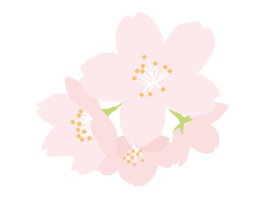 Basit bir kiraz çiçeği çizimi odak noktası olarak kullanılabilir. Renkli düz tasarım çizimi. Baharı sembolize eden çiçekler.