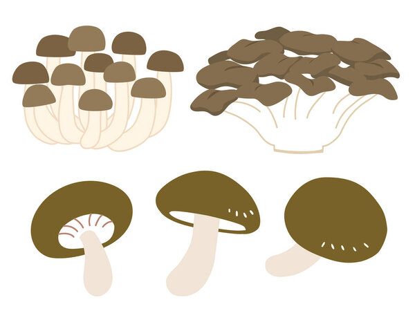 Simple shimeji, maitake, and shiitake mushroom illustrations. Flat design.