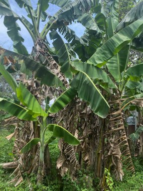 Muz ağaçları toplanmış ve bazı ağaçlar kuruyor..