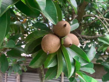 Ağaçtan sarkan Sapodilla meyvesi.