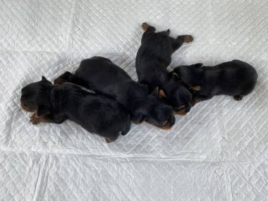 Dört Yorkshire teriyerinin en iyi manzarası. Siyah ve altın rengi saçlar.