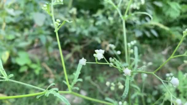 White Flower Green Leaf Background — Stock Video