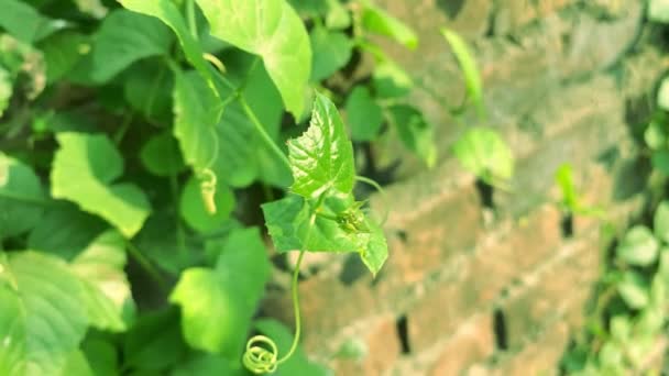 Зелений Стиглий Лимон Дереві — стокове відео