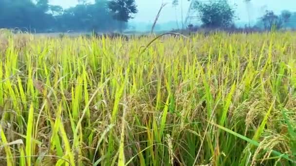 Ρύζι Paddy Και Φύλλα Πράσινου Χρώματος — Αρχείο Βίντεο