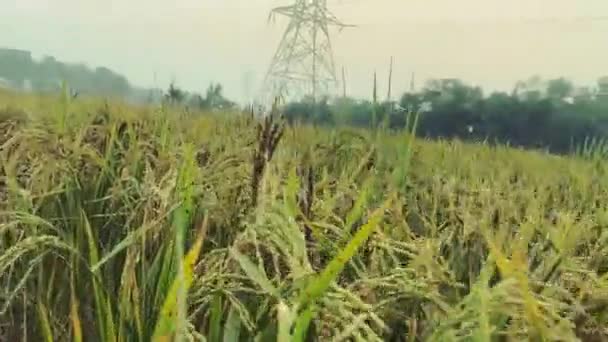 Ρύζι Paddy Καλώδιο Επέκτασης Υψηλής Τάσης Και Φόντο Πράσινο Φύλλο — Αρχείο Βίντεο