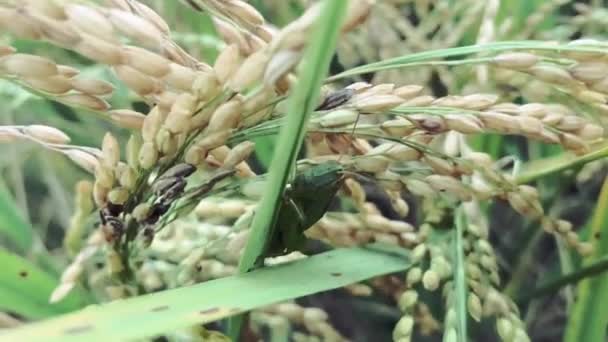 Ρύζι Paddy Και Ρύζι Paddy — Αρχείο Βίντεο