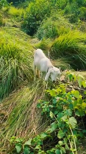 Белая Коза Ест Траву Зеленый Фон — стоковое видео