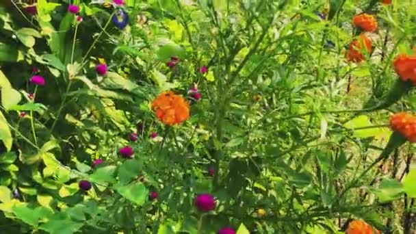 꽃봉오리와 배경푸른 — 비디오