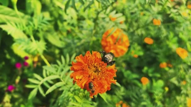 Жовта Квітка Бджола Їсть Квіти Лірика Квітів — стокове відео