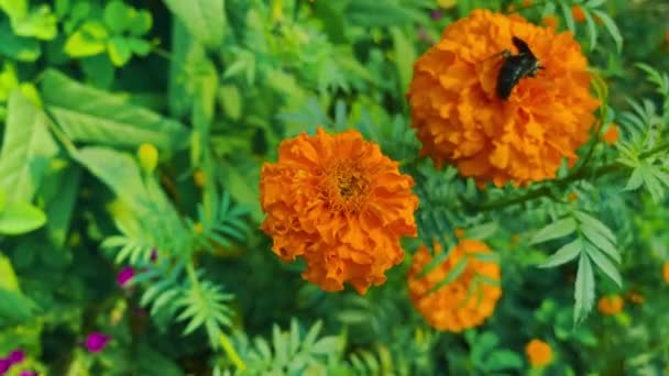 Gelbe Blume Fliegenbiene Und Grünes Blatt — Stockvideo
