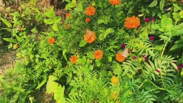 Gelbe Blume Cremefarbener Schmetterling Der Blume Und Hintergrund Gree — Stockvideo